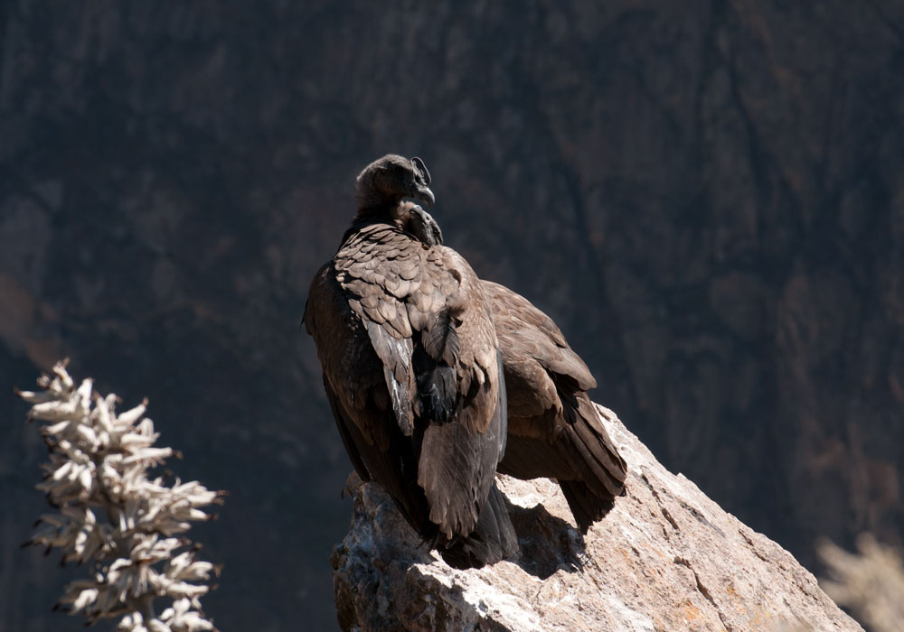 Condor possing for photos in Colca Canyon after rock climbing experience