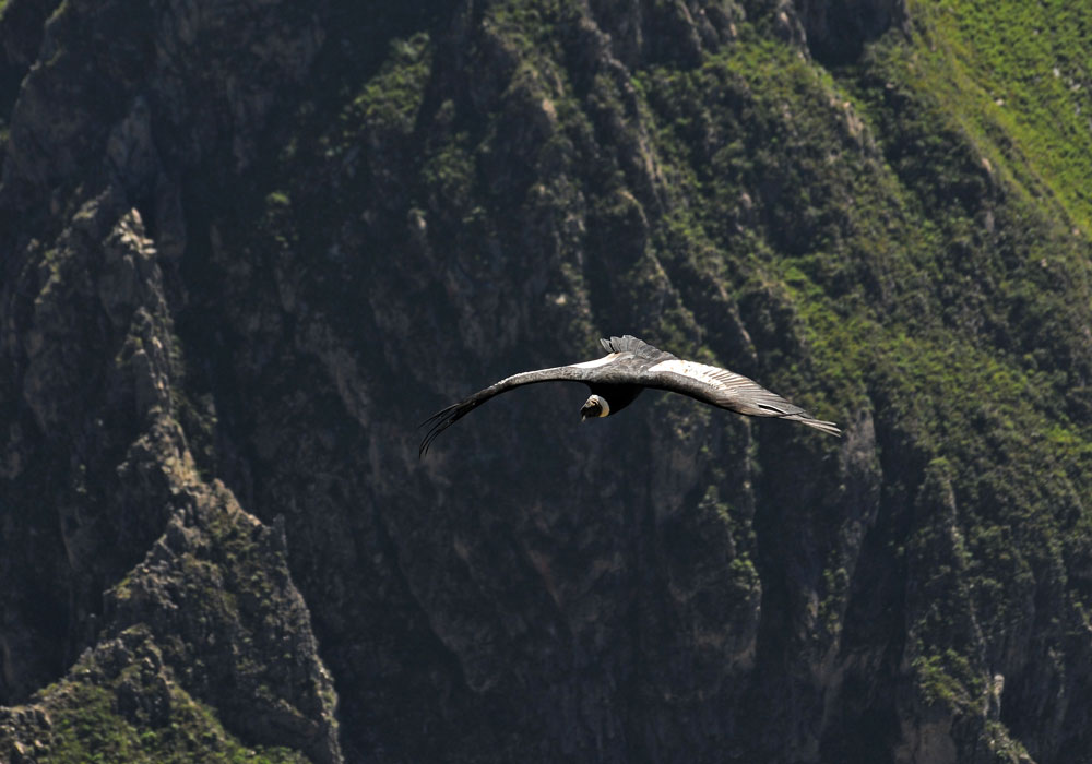 Majestic fly of the condor in Colca Valley after rock climbing experience with bouldering gym Climbing Rooftop