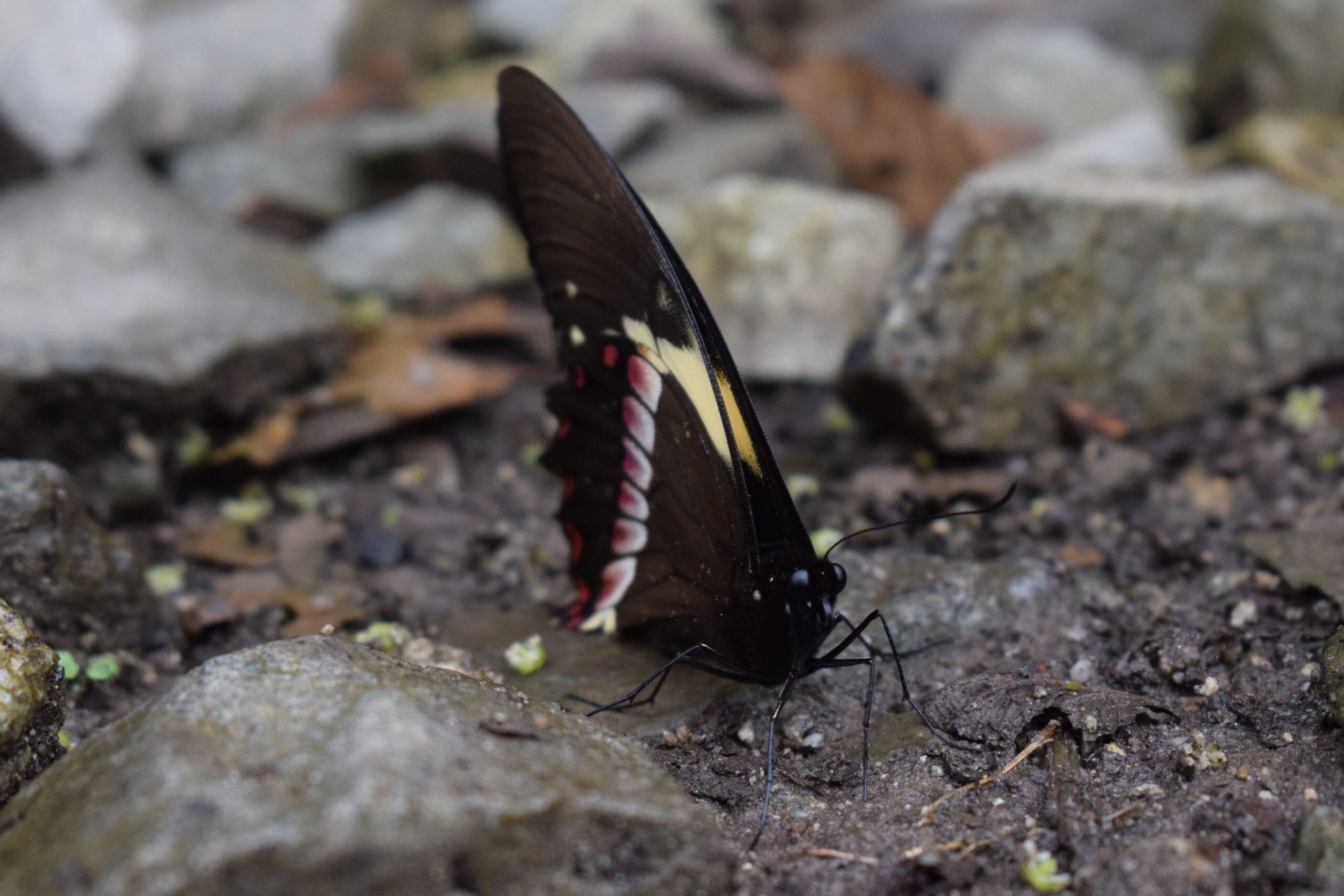 butterfly park during Salkantay trekking after Rock climbing tour to Macchu Picchu with Alejandro Cornejo operate by sky viajes and Peru climb